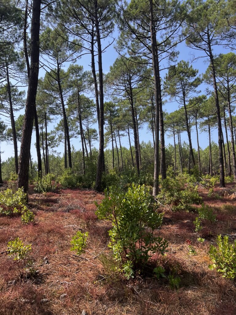 Forêt de pins ensoleillée symbolisant la gestion durable et les certifications PEFC et FSC pour le papier écologique